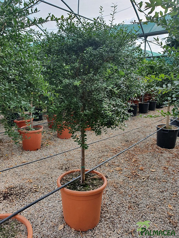 AG 6358 Citrus australasica microcitrus 30L 1/2 tige