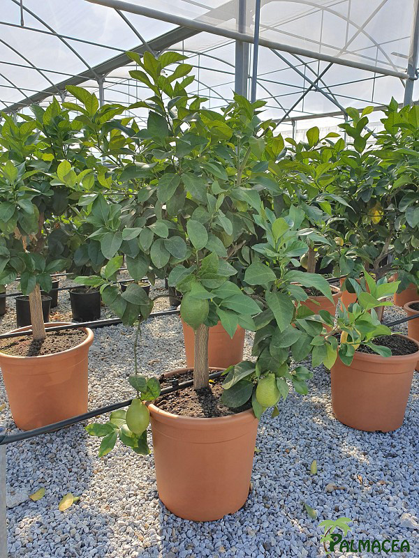 AG 6359 Citrus limon 30L mini alberello