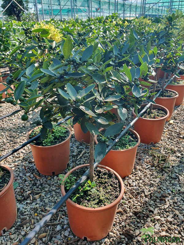 AG 6746 Citrus kumquat hindsii 5L cespuglio