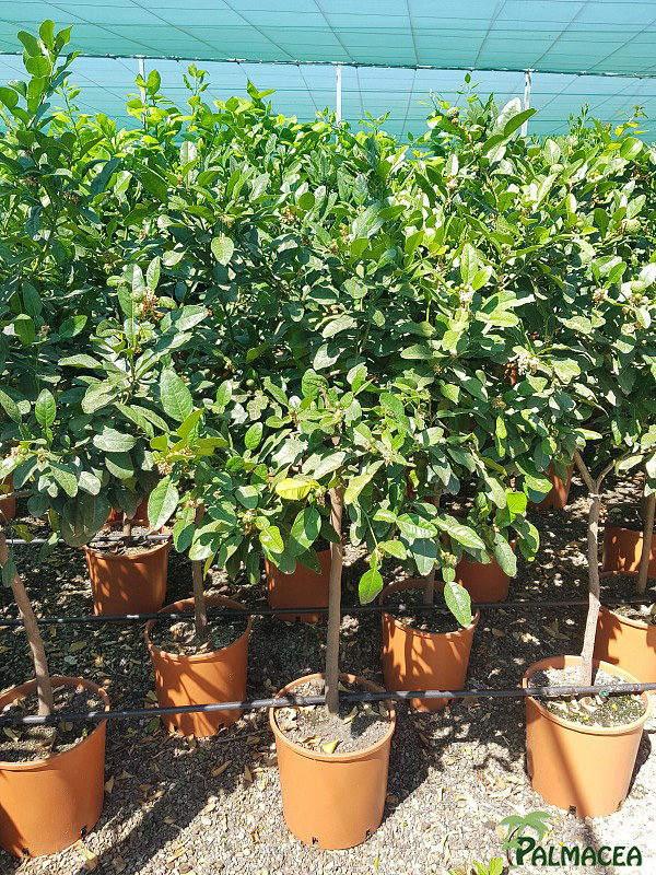 AG 7212 Citrus combava hystrix 12L 1/2 tige