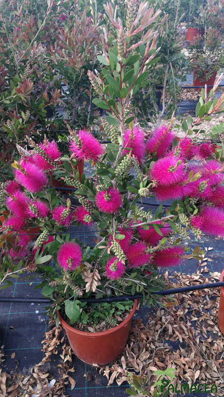 MA 7413 Callistemon pink pearl 10L