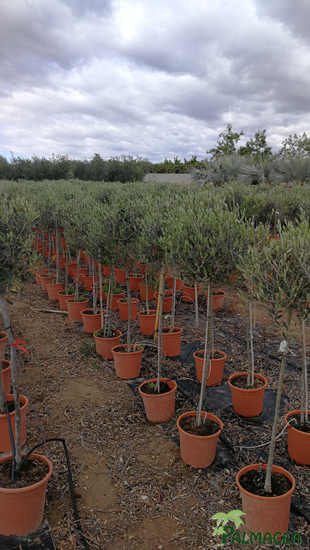 MA 7852 Olea europaea 10L cipressino 1/2 tige 5/7P