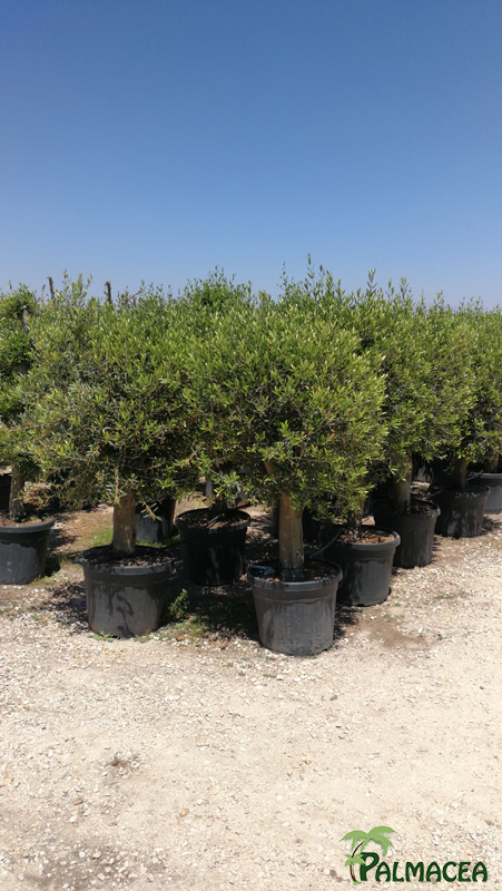 VV 3431-3430-2609-7647 Olea europaea 55L provincial ecorce lisse 20/35P