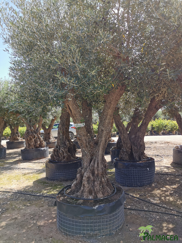 VV 4725 Olea europaea malla provincial 100/120P