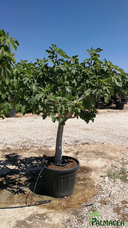 VV 4974 Ficus carica 90L tronc bas 20/30P