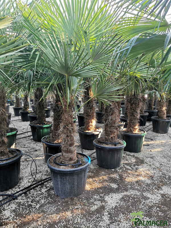 VV 6334 Trachycarpus fortunei 55L stipe 60/80T
