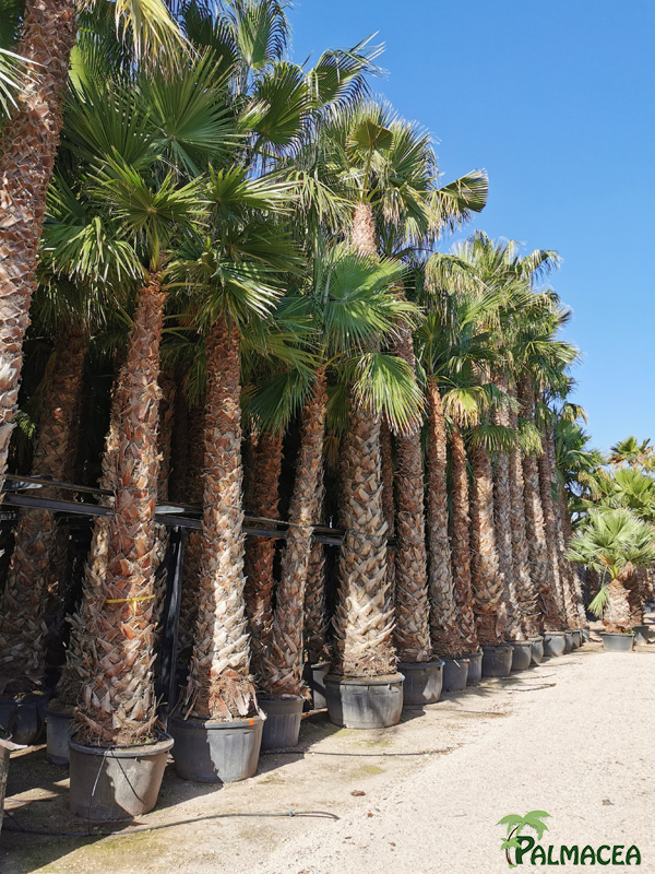 VV 6412 Washingtonia robusta CTR stipe 500/700T