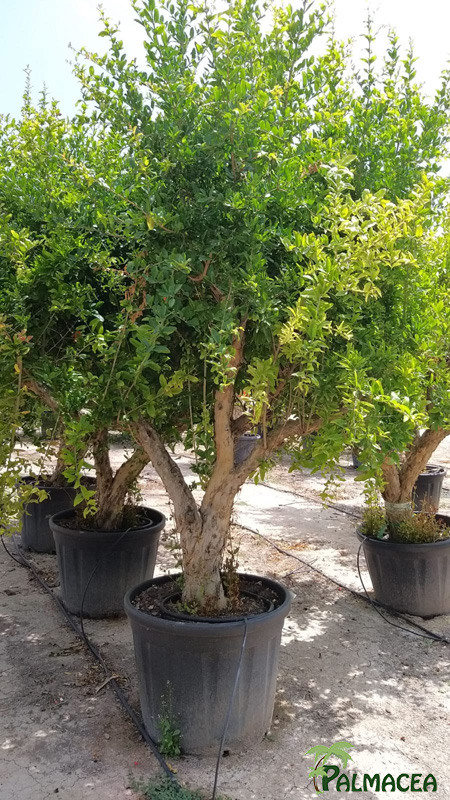 VV 6552 Punica granatum 110/130L 40/50P