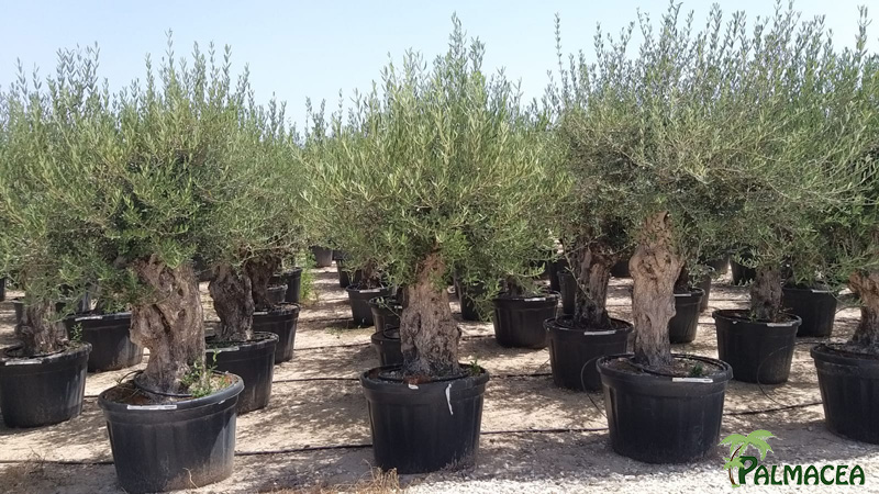 VV 7677 Olea europaea 180L bonsai chiquipata