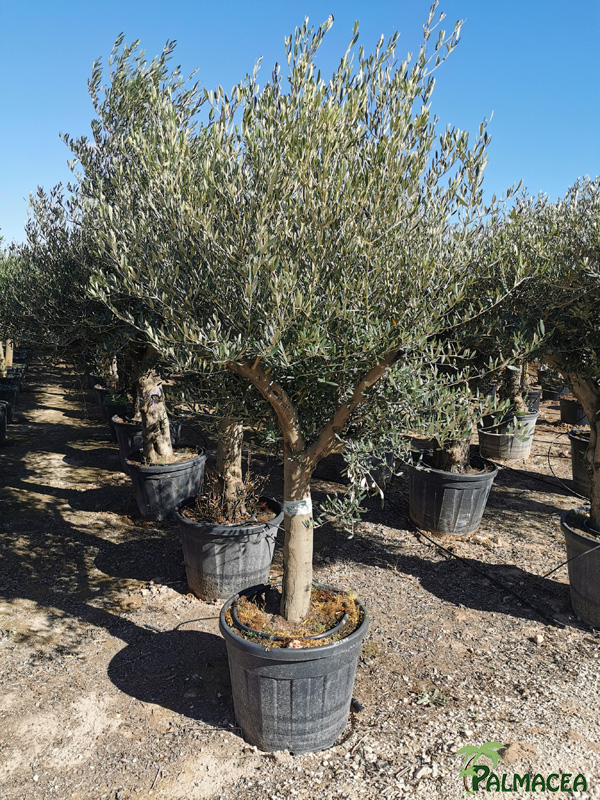 VV 7678 Olea europaea 90/110L provincial ecorce lisse marron 30/40P