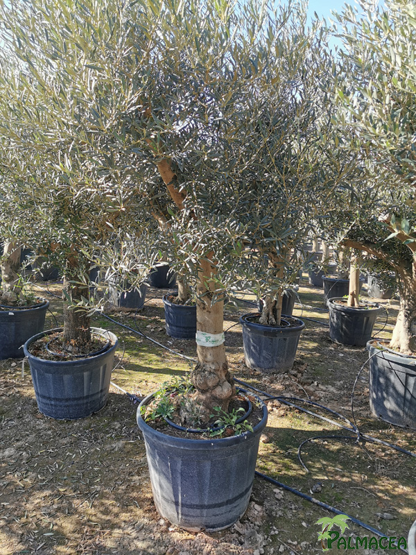 VV 7679 Olea europaea 90/110L provincial ecorce lisse marron 40/50P
