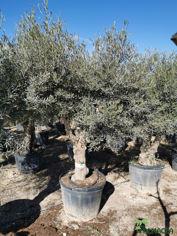 VV 7680 Olea europaea 110/130L provincial ecorce lisse marron 50/60P