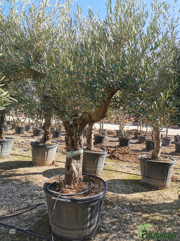 VV 7681 Olea europaea 130/180L provincial ecorce lisse marron 60/80P
