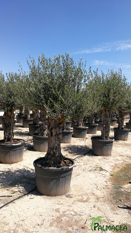 VV 7684 Olea europaea 180L provincial aguadulce 60/80P