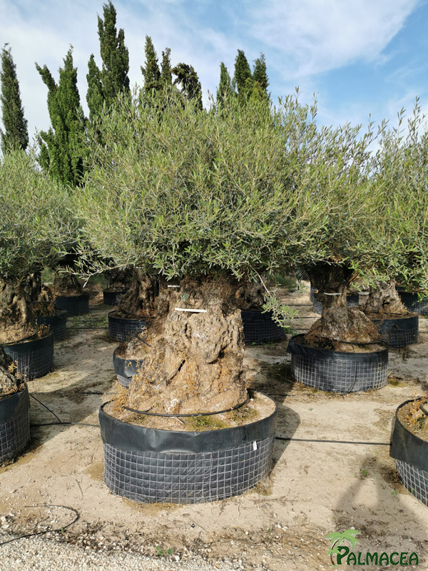 VV 7724 Olea europaea malla bonsai 150/175P