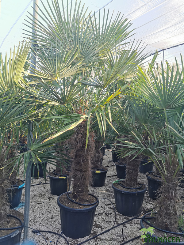 VV 7791 Trachycarpus fortunei 55L 100/120T