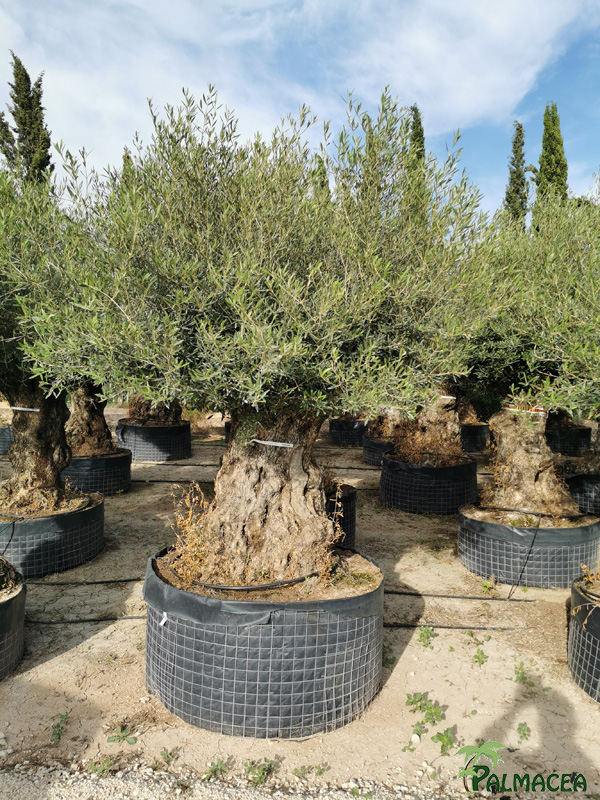 VV 7809 Olea europaea malla bonsai 125/150P