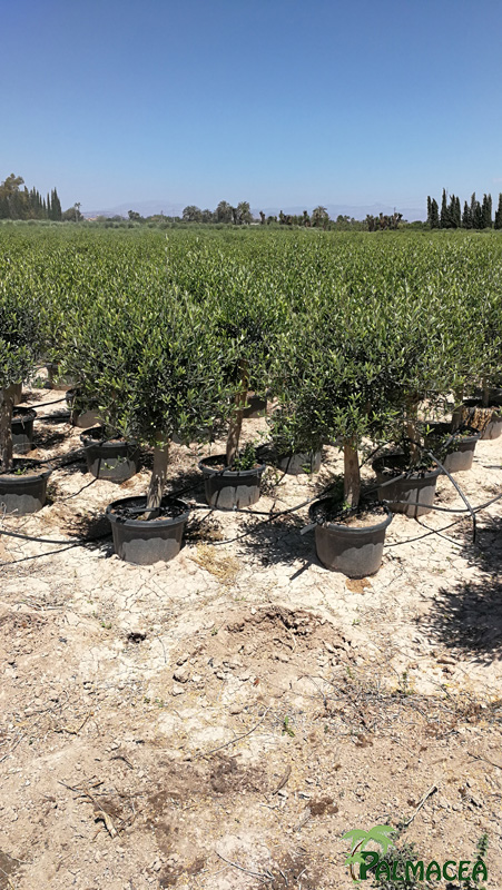 VV 8307-8309 Olea europaea 35L tige tronc 50/60 12/20P