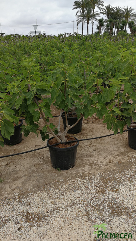 VV 8368 Ficus carica 35L arbuste gobelet