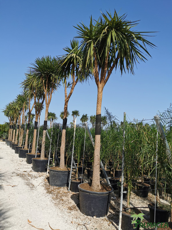 VV 8576 Cordyline indivisa 230/290L 250/300