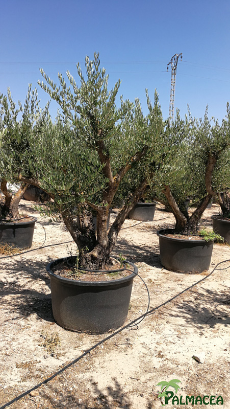 VV 8582 Olea europaea 230/290L provincial cepee ramificado ecorce joven