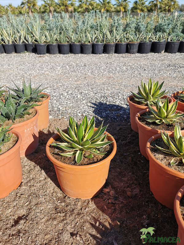 RP 8502 Agave lophanta Quadricolor 10L