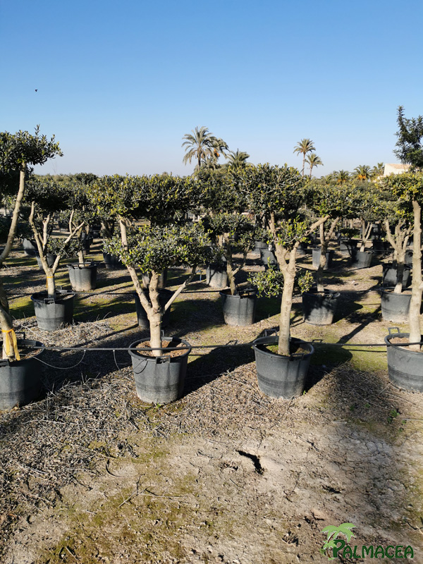 BL 8813 Olea europaea 45/55L multi-ramas nuage