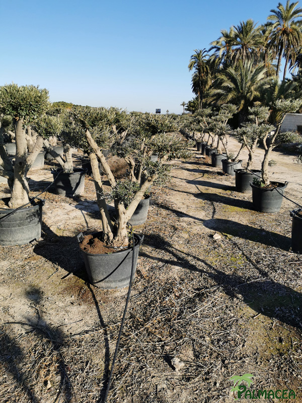 BL 8814 Olea europaea 70/90L multi-ramas nuage