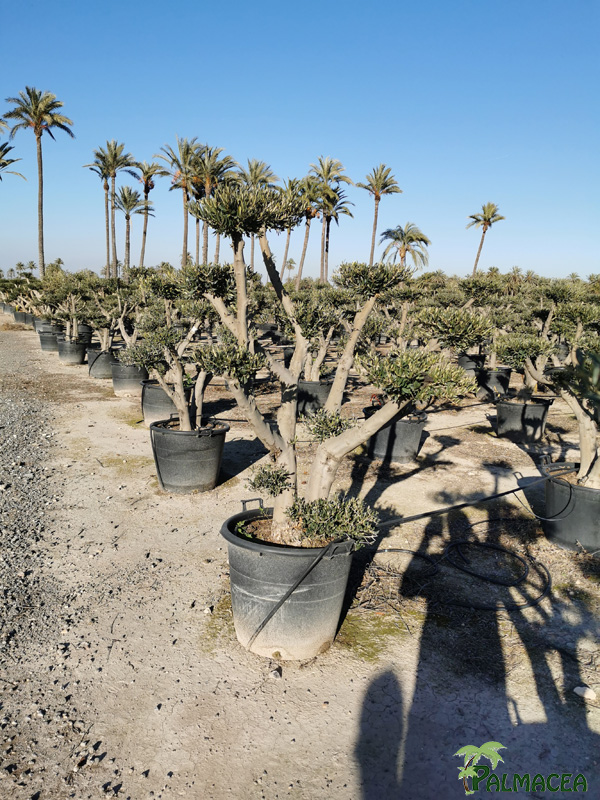 BL 8815 Olea europaea 110L multi-ramas nuage