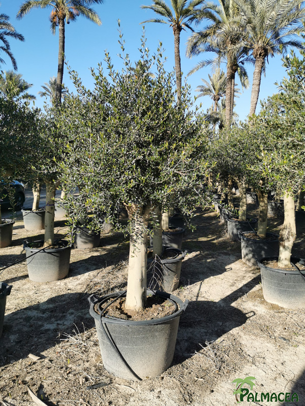BL 8820 Olea europaea 110/130L provincial