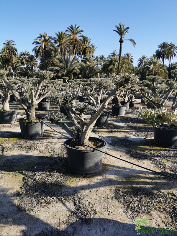 BL 8844 Olea europaea 130L multi-ramas nuage