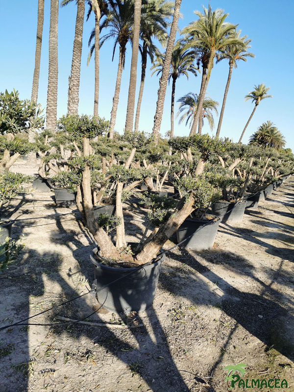 BL 8875 Olea europaea 230/285L arana nuage