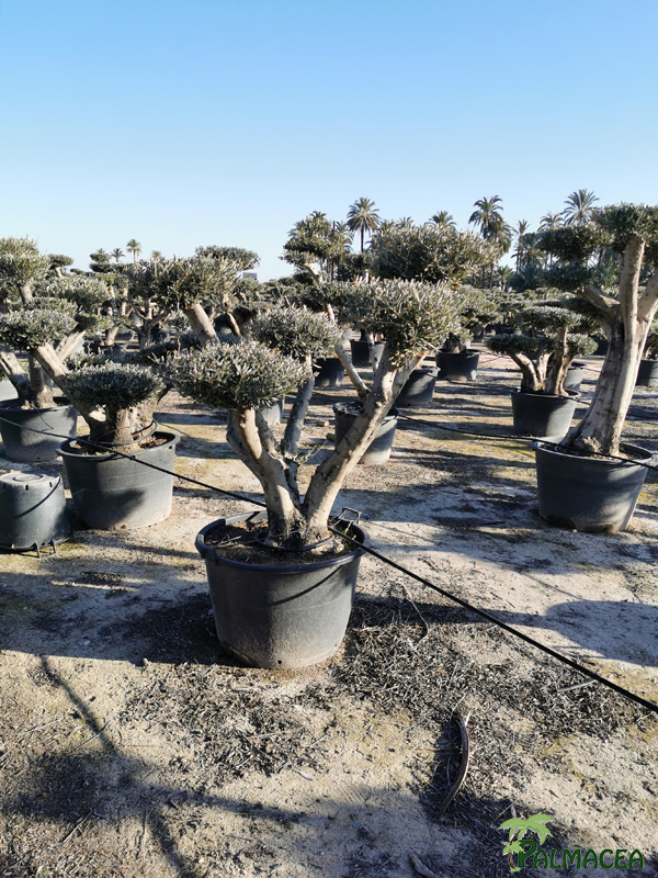 BL 8876 Olea europaea 230/285L liso nuage