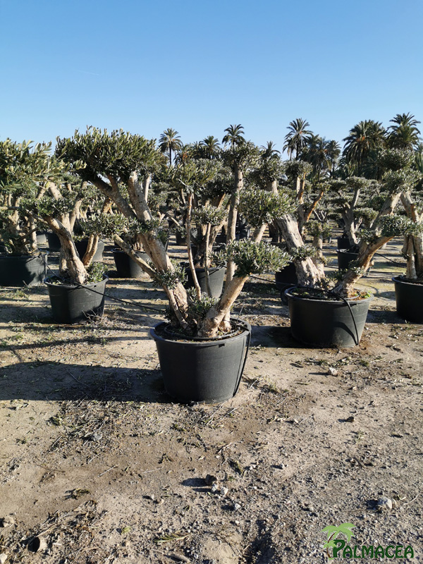 BL 8877 Olea europaea 230/285L gordo nuage