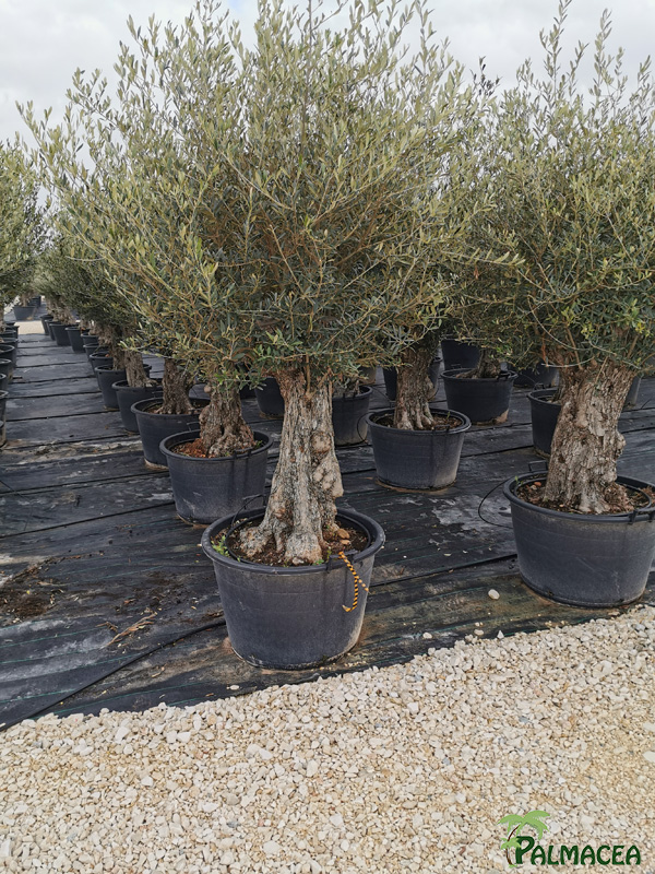 BL 8878 Olea europaea CTR bonsai 60/80P