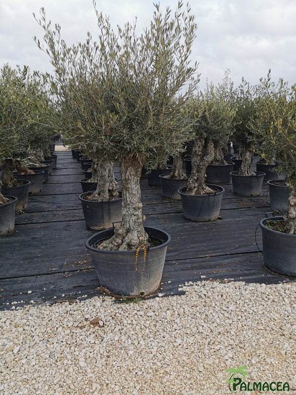 BL 8879 Olea europaea CTR bonsai 40/60P