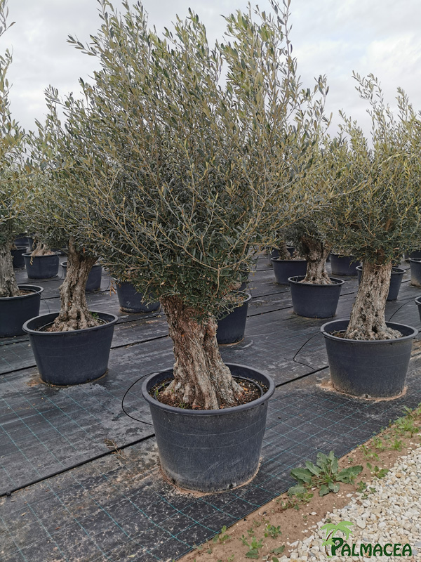 BL 8880 Olea europaea CTR bonsai 80/100P