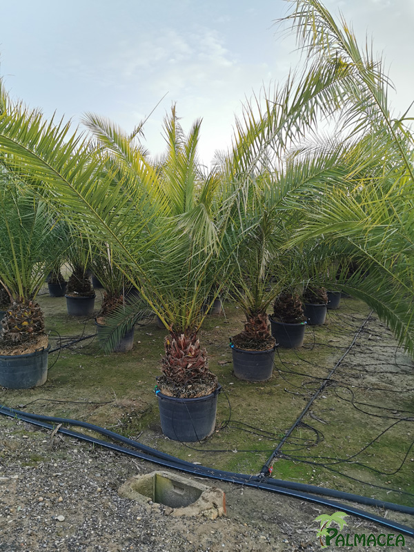 BL 8883 Phoenix canariensis 90/110L 30/40T