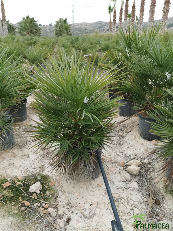FV 7218 Chamaerops humilis 10L