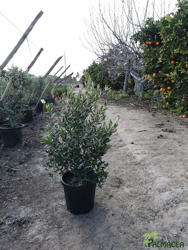MA 7172 Olea europaea 10L cipressino pyramide