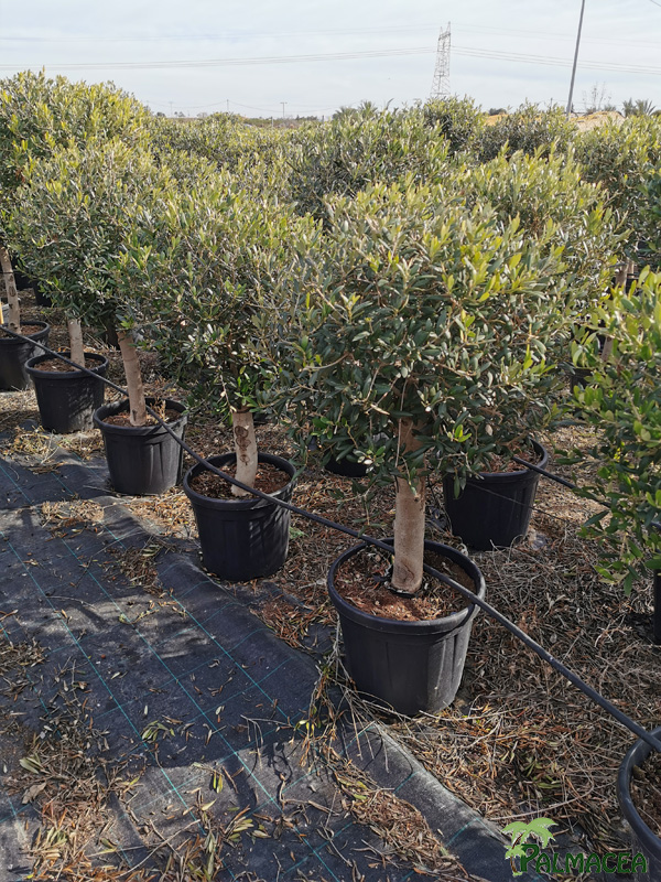 MA 7409 Olea europaea 45L cipressino 1/4 tige 14/16P