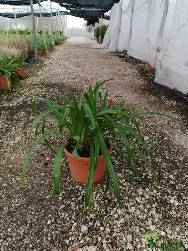 MA 7843 Agapanthus africanus azul 10L