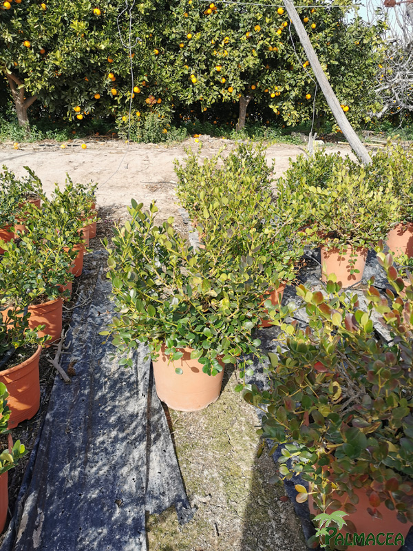 MA 7846 Carissa macrocarpa 10L