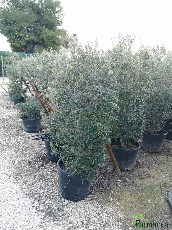 MA 8160 Olea europaea 40/50L cipressino pyramide