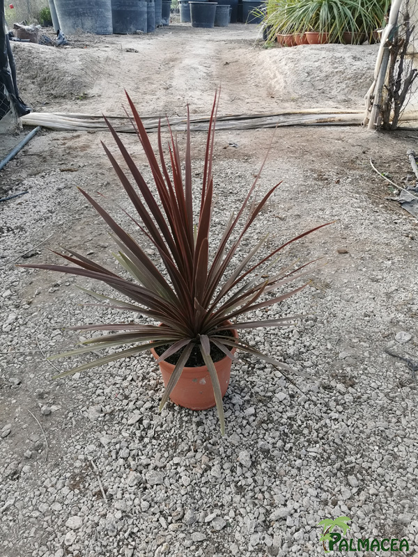 MA 8709 Cordyline red star 5L