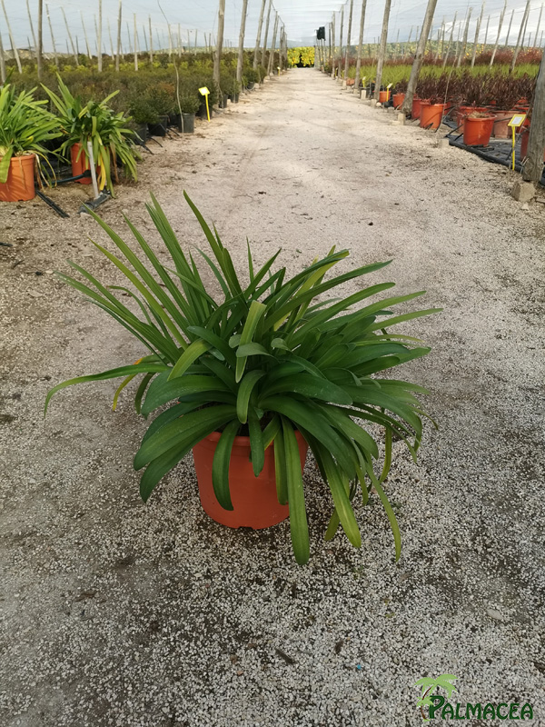 MA 8712 Agapanthus africanus azul 15L