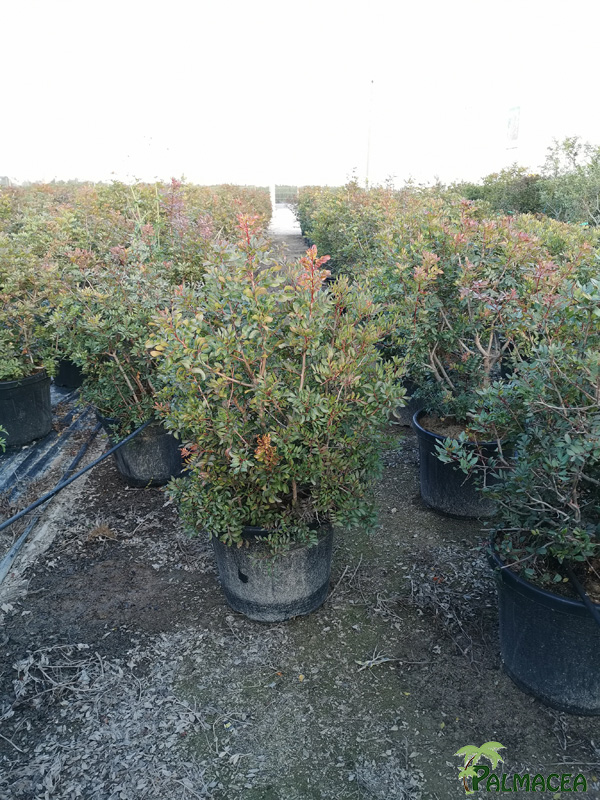 MA 8715 Pistacia lentiscus 45L