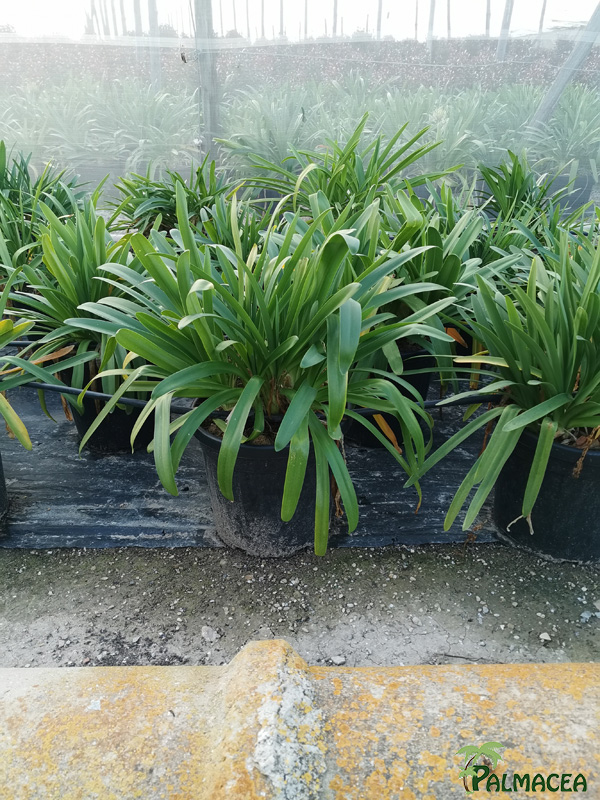 MA 8718 Agapanthus africanus blanco 25L