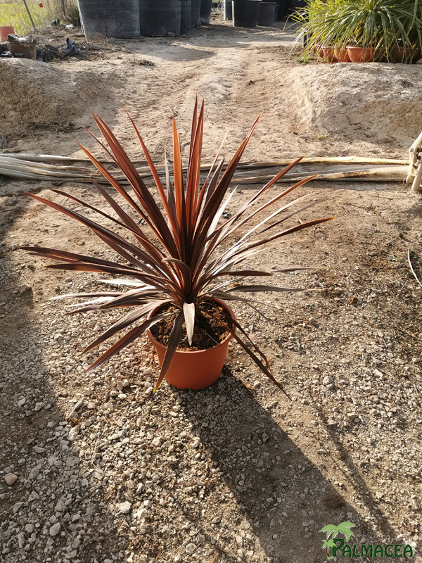 MA 8835 Cordyline red star 10L