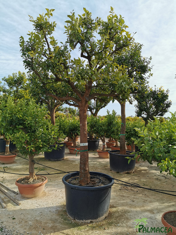 PV 8650 Citrus aurantium 230/290L 40/50P